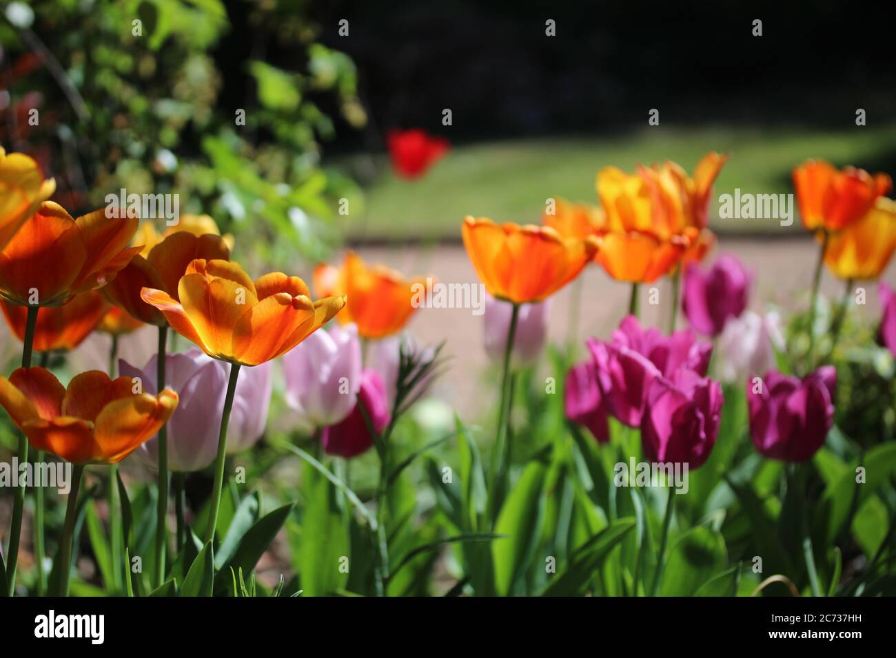 Some colorful tulips glow in the sun Stock Photo