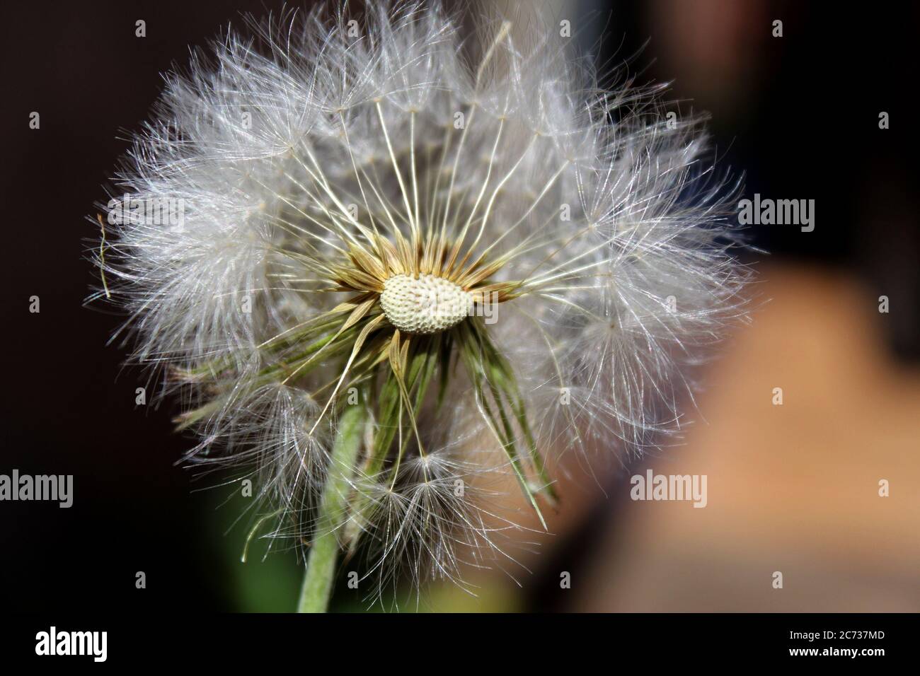 Dandelion close up Stock Photo - Alamy