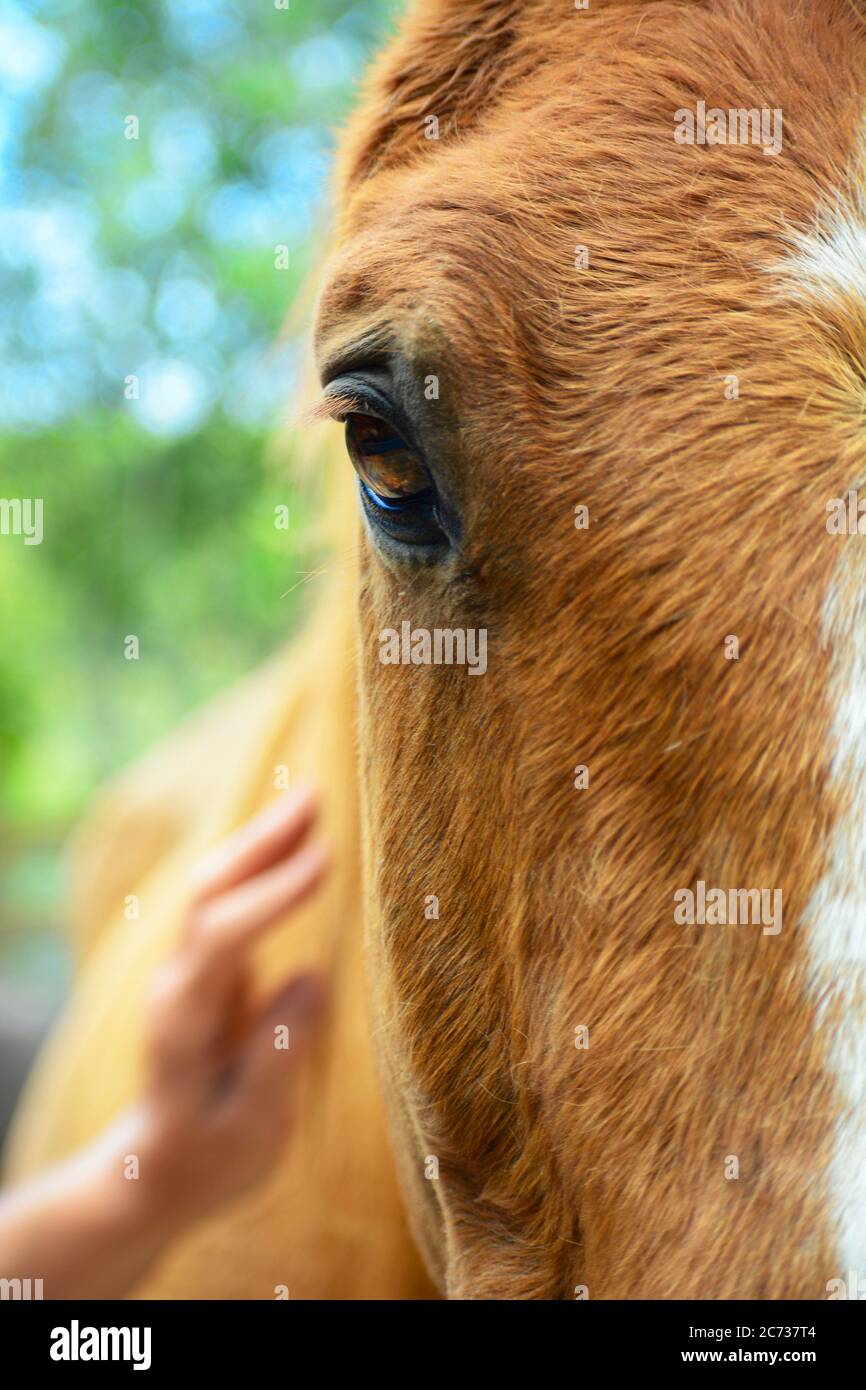Portrait of a horse, closeup. A human hand petting the horse on the