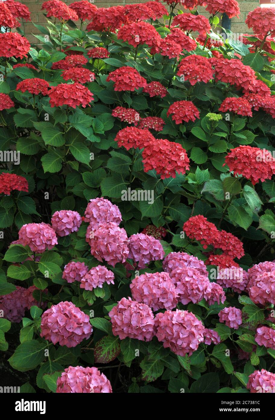 Hydrangea macrophylla, pink and red, varieties Stock Photo