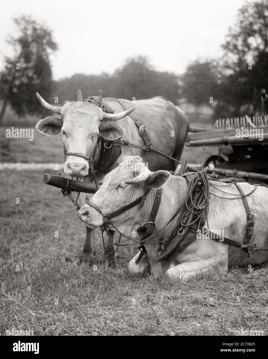 1920s TWO RESTING HORNED CATTLE HARNESSED TO A FARM WAGON IN FIELD ALSACE FRANCE - f3777 HAR001 HARS OLD FASHIONED Stock Photo