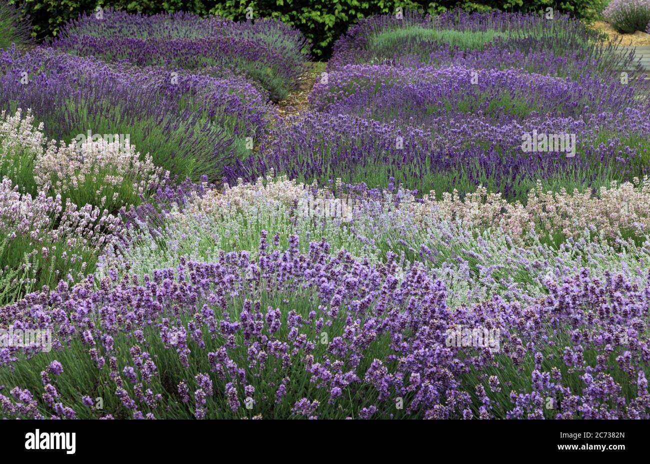 Lavender Garden, Norfolk Lavender, Heacham, Norfolk, various lavenders varieties Stock Photo