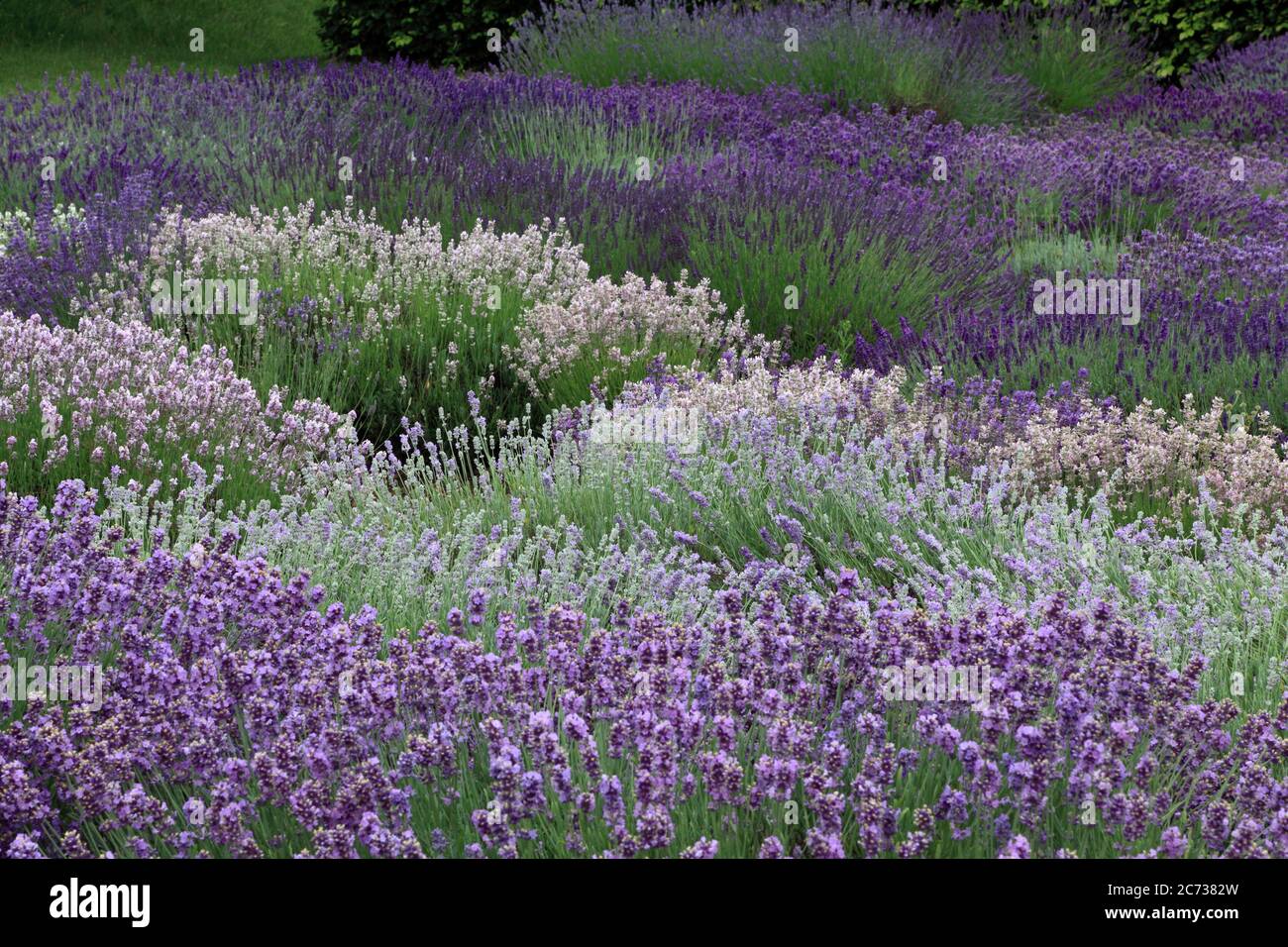 Lavender Garden, Norfolk Lavender, Heacham, Norfolk, various lavenders varieties Stock Photo