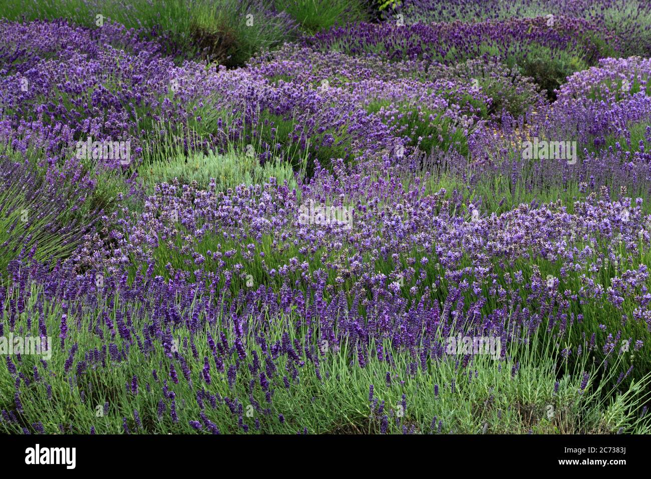 Lavender Garden, Norfolk Lavender, Heacham, Norfolk, various lavenders varieties Stock Photo