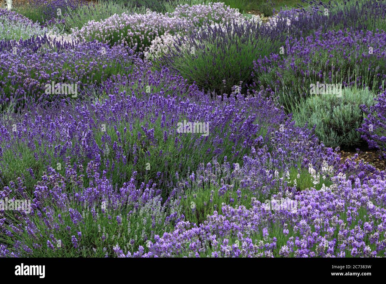 Lavender Garden, Norfolk Lavender, Heacham, Norfolk, various lavenders varieties Stock Photo