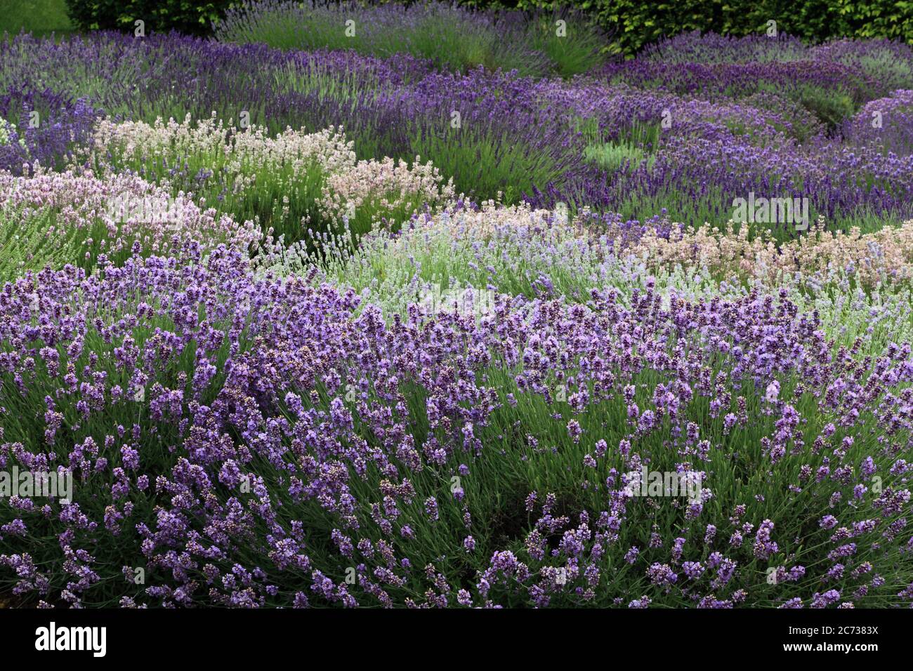 Lavender Garden, Norfolk Lavender, Heacham, Norfolk, various lavenders varieties Stock Photo