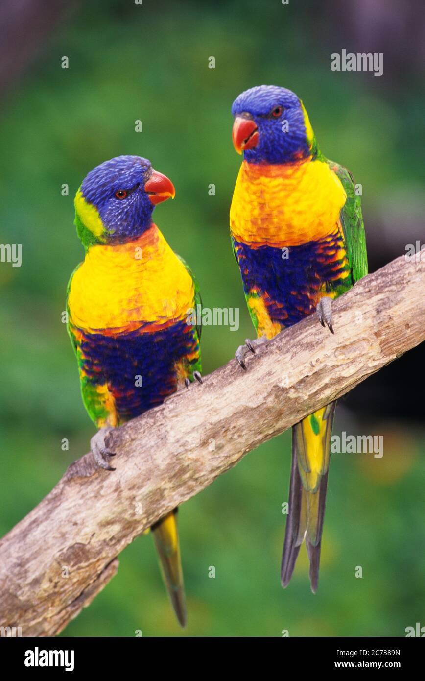 1990s TWO RAINBOW LORIKEET Trichoglossus haematodus PERCHED TOGETHER ON BRANCH AUSTRALIA - kb31193 ULR001 HARS EGG-LAYING OLD FASHIONED PACIFIC RIM Stock Photo