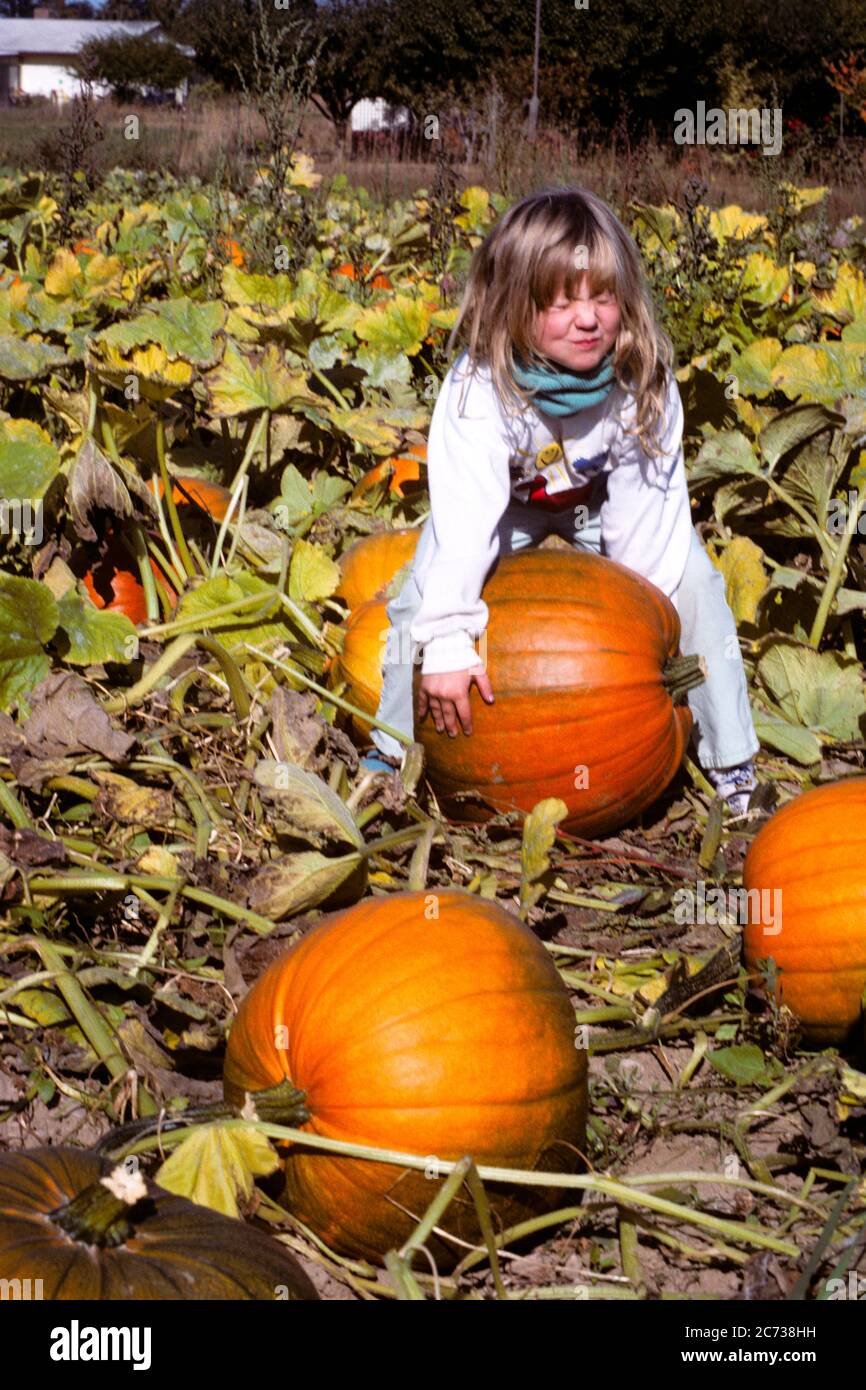 1980s BLONDE GIRL IN PUMPKIN PATCH TRYING TO LIFT HEAVY PUMPKIN - kh10920 LGA001 HARS HARVESTING ADVENTURE PUMPKINS STRENGTH CHOICE PATCH TRYING FALL SEASON CONNECTION HARVESTS NOURISHMENT OCTOBER COOPERATION GROWTH JUVENILES OCTOBER 31 SEASON AUTUMNAL CAUCASIAN ETHNICITY FALL FOLIAGE OLD FASHIONED Stock Photo