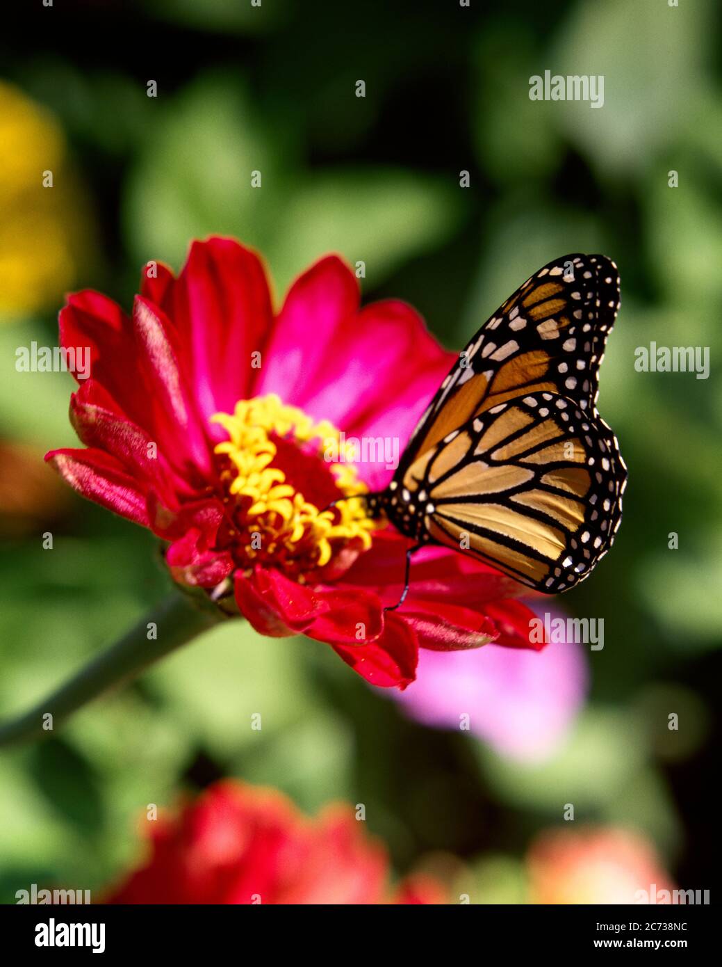 1970s FEMALE MONARCH BUTTERFLY Danaus plexippus ON DEEP PINK ZINNIA ...