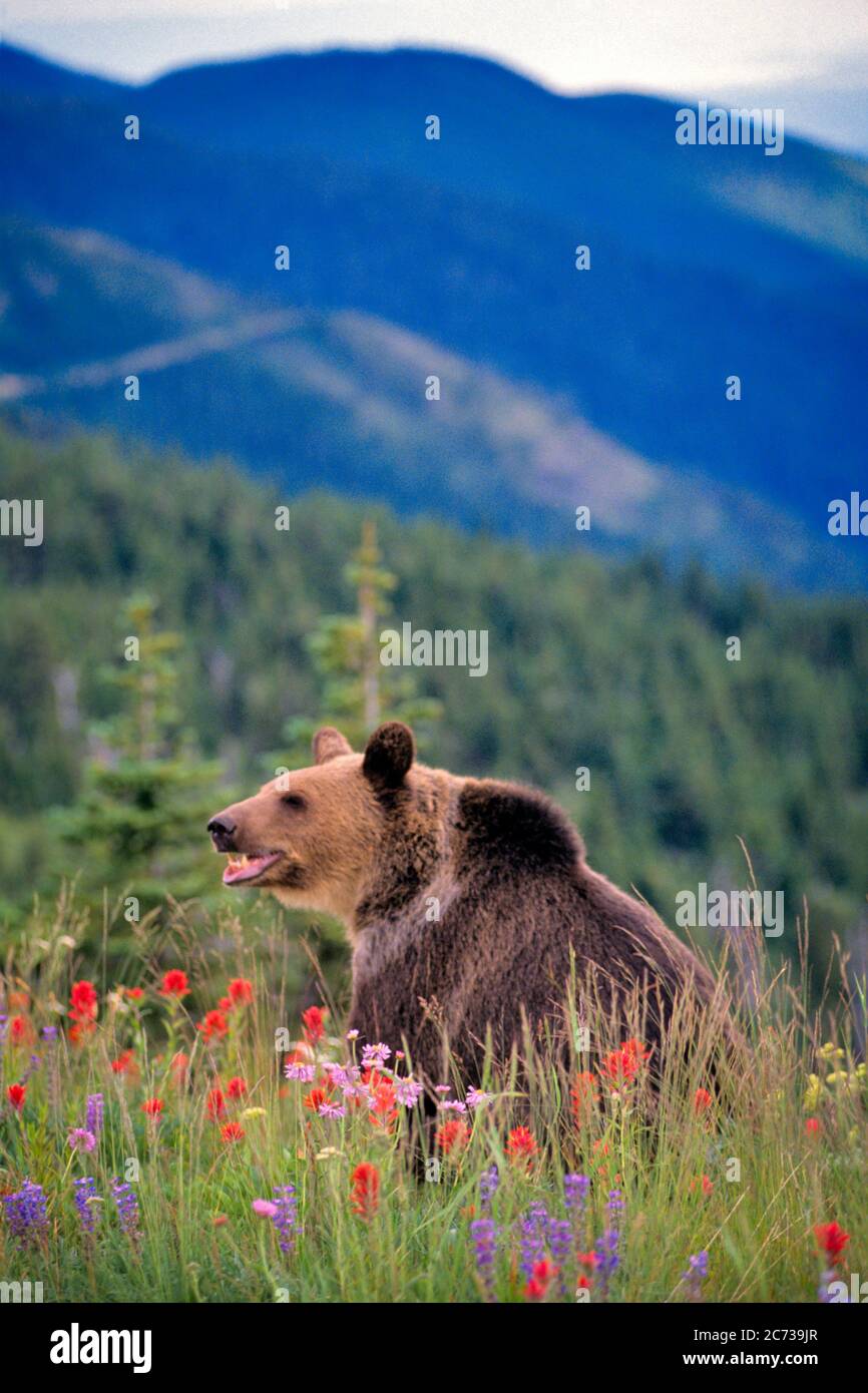 GRIZZLY BEAR SITTING IN COLORFUL HILLSIDE WILDFLOWER MEADOW Ursus arctor horribilis  - kz4746 HFF002 HARS SILVER RED FUR WILDFLOWERS WILDLIFE BRUIN GREAT BEAR GRIZZLY GRIZZLY BEAR URSINE Stock Photo