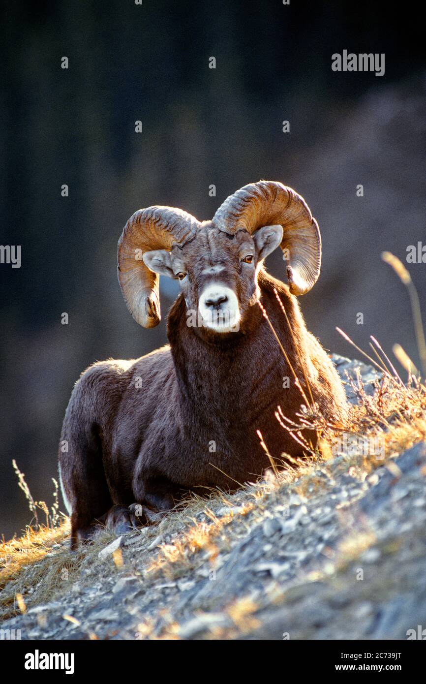 1990s SINGLE BIGHORN RAM Ovis canadensis LYING DOWN LOOKING AT CAMERA MONTANA USA - kz4378 ULR001 HARS VISAGE HORNED ZOOLOGY CLOSE-UP HOOF HOOVES OVIS CANADENSIS CANADENSIS CURLING MAMMAL OVIS REGAL WILDLIFE BIGHORN OLD FASHIONED RAM Stock Photo