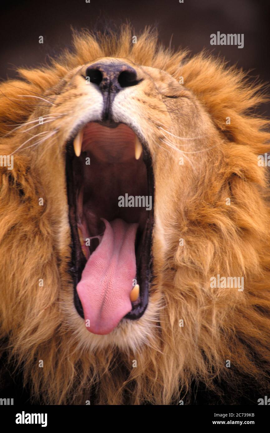 1990s CLOSE-UP OF ASIATIC LION Panthera leo leo YAWNING MOUTH WIDE OPEN GIR NATIONAL PARK GUJARAT INDIA - kz4785 HFF002 HARS STRENGTH SCIENTIFIC FELINE LEO POWERFUL PANTHERA OF HUNGER ZOOLOGY FORMER CONCEPTUAL CURRENT LARGE CATS CLOSE-UP RANGE CONTAGIOUS FELINES PREDATOR REFLEX WILD CAT WILD CATS ASIATIC BORE GUJARAT LARGE CAT MAMMAL RELAXATION WILDLIFE ENDANGERED MIDDLE EAST OLD FASHIONED RESTRICTED Stock Photo