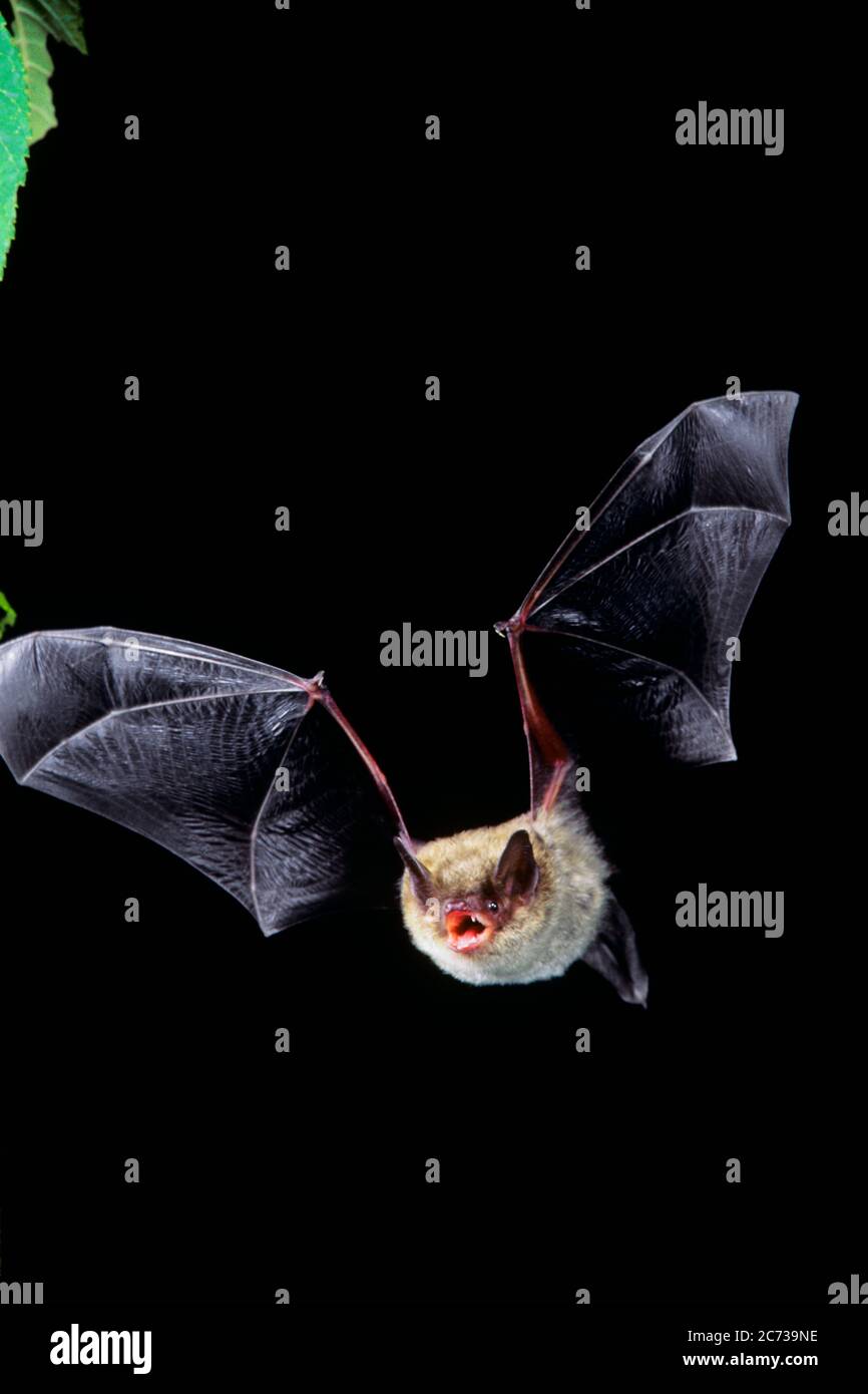 Little brown bat myotis lucifugus hires stock photography and images Alamy