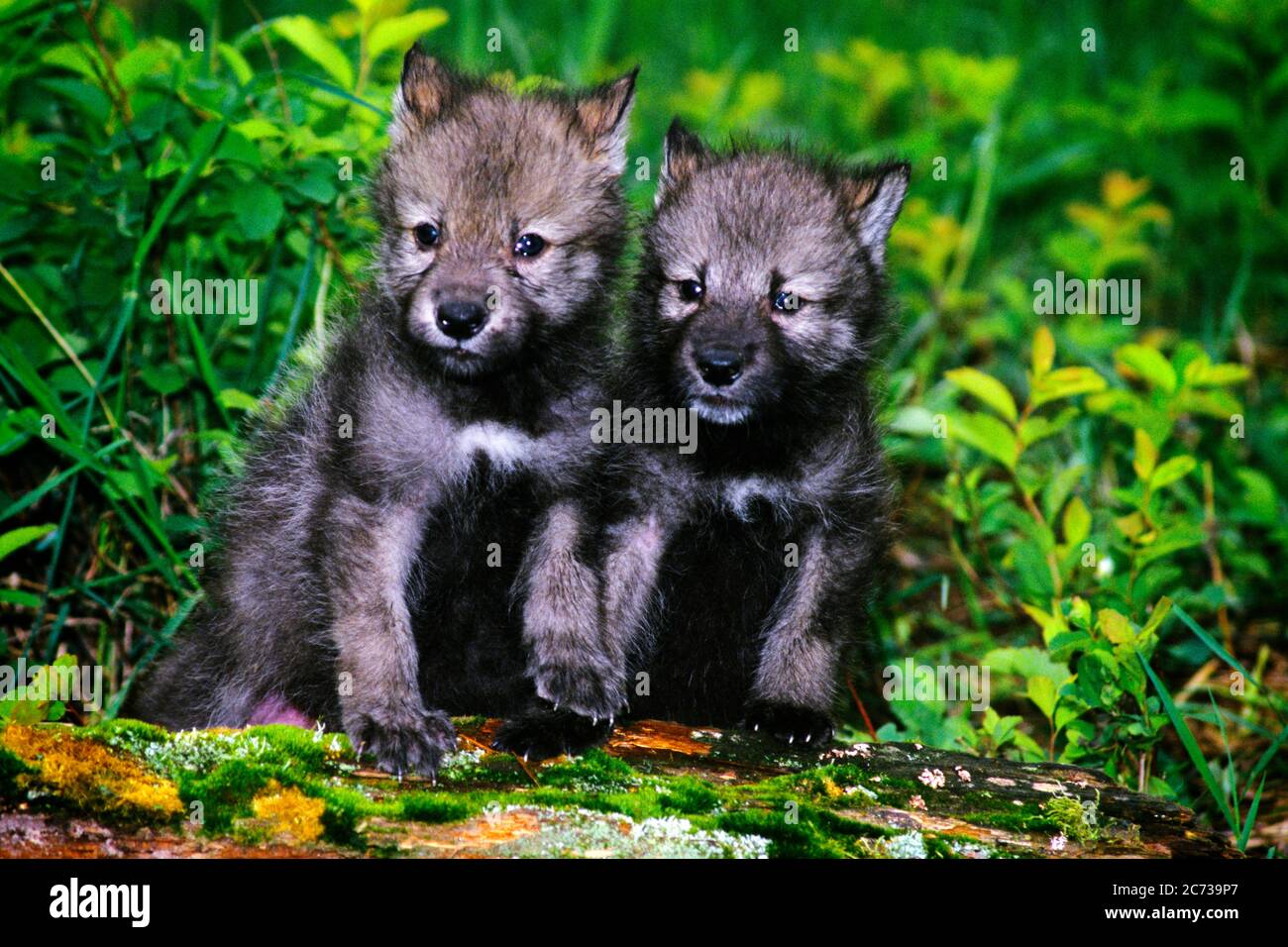 1990s TWO GRAY WOLF Canis lupus PUPS STANDING TOGETHER ON LOG - kz5058 HFF002 HARS WILDLIFE ENDANGERED OLD FASHIONED Stock Photo