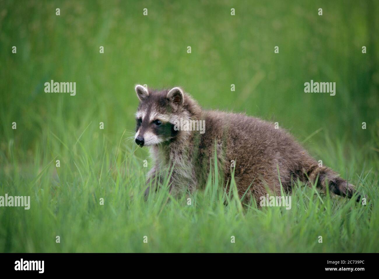 1990s SINGLE YOUNG JUVENILE RACCOON Procyon lotor STANDING WALKING IN TALL GREEN SPRINGTIME GRASS NORTH AMERICA - kz5059 HFF002 HARS BANDIT IMMATURE Stock Photo
