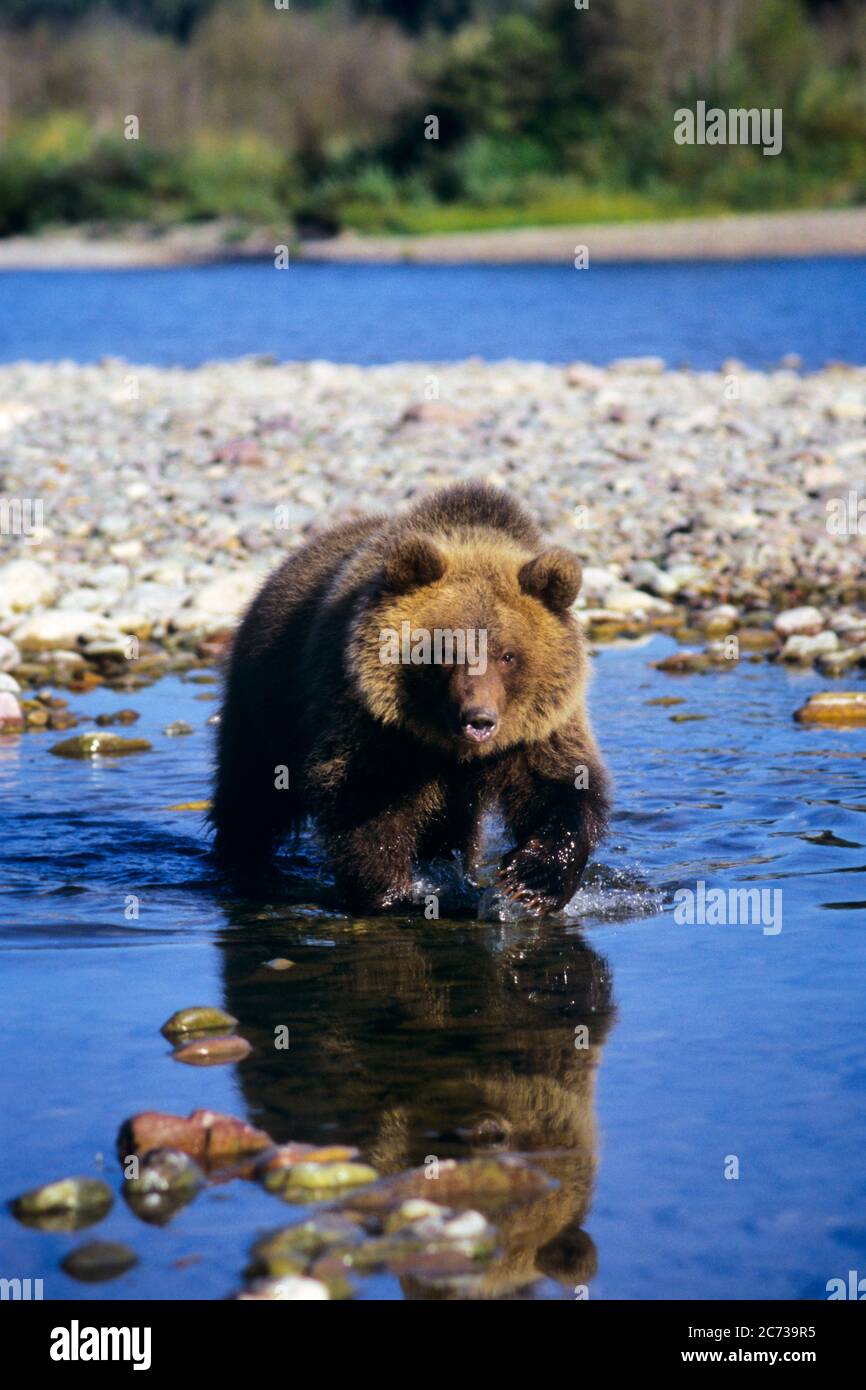 1990s SINGLE GRIZZLY BEAR Ursus arctos horribilis WALKING IN RIVER MONTANA USA - kz5110 HFF002 HARS HAZARDOUS ZOOLOGY PERIL UNSAFE URSUS ARCTOS URSUS ARCTOS HORRIBILIS URSUS HORRIBILIS BEARS MT URSUS ARCTOS ARCTOR HORRIBILIS URSUS ARCTOR HORRIBILIS JEOPARDY PREDATOR HUNTERS MAMMAL ROCKY MOUNTAINS SILVER RED FUR WILDLIFE BRUIN GREAT BEAR GREAT PLAINS GRIZZLY GRIZZLY BEAR OLD FASHIONED URSINE Stock Photo