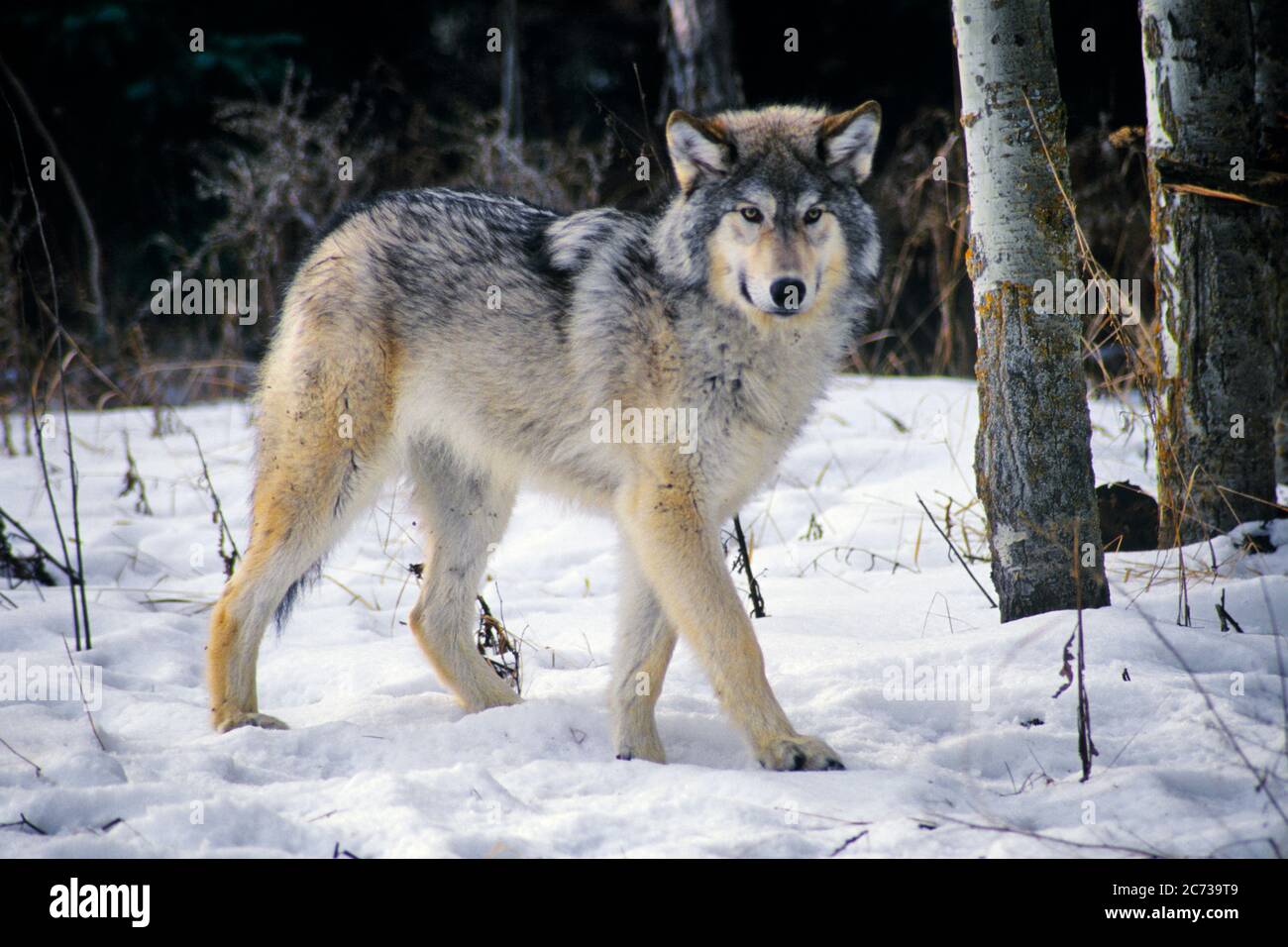 SINGLE WOLF IN SNOW BY WOODS MONTANA LOOKING AT CAMERA - kz5134 HFF002 HARS GRAY MAMMAL ROCKY MOUNTAINS WILDLIFE ENDANGERED Stock Photo