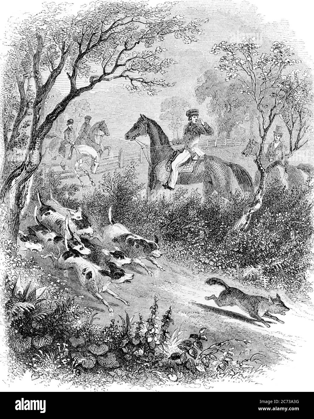 1850s HOUNDS CHASING CLOSING IN ON THE HUNTED FOX AS THE MOUNTED ...