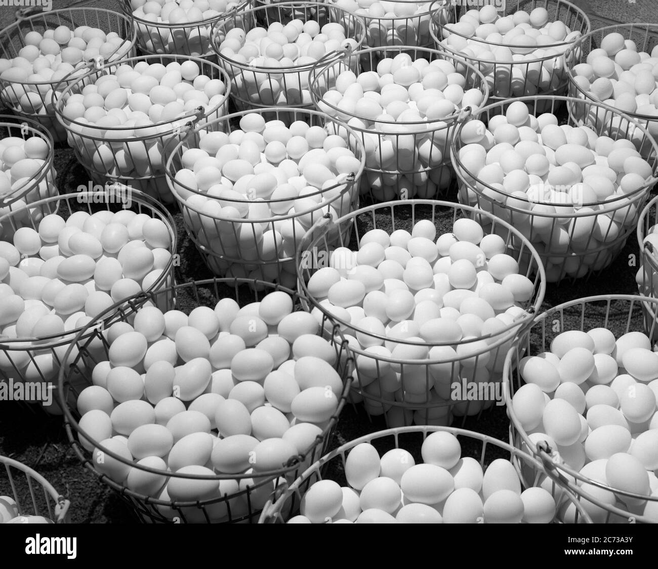 White Leghorn Hen Egg