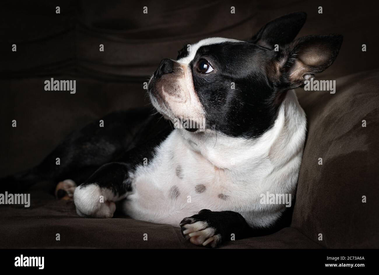 A Boston Terrier posing like I don't realize. Una bella Boston Terrier posando como si no me doy cuenta Stock Photo