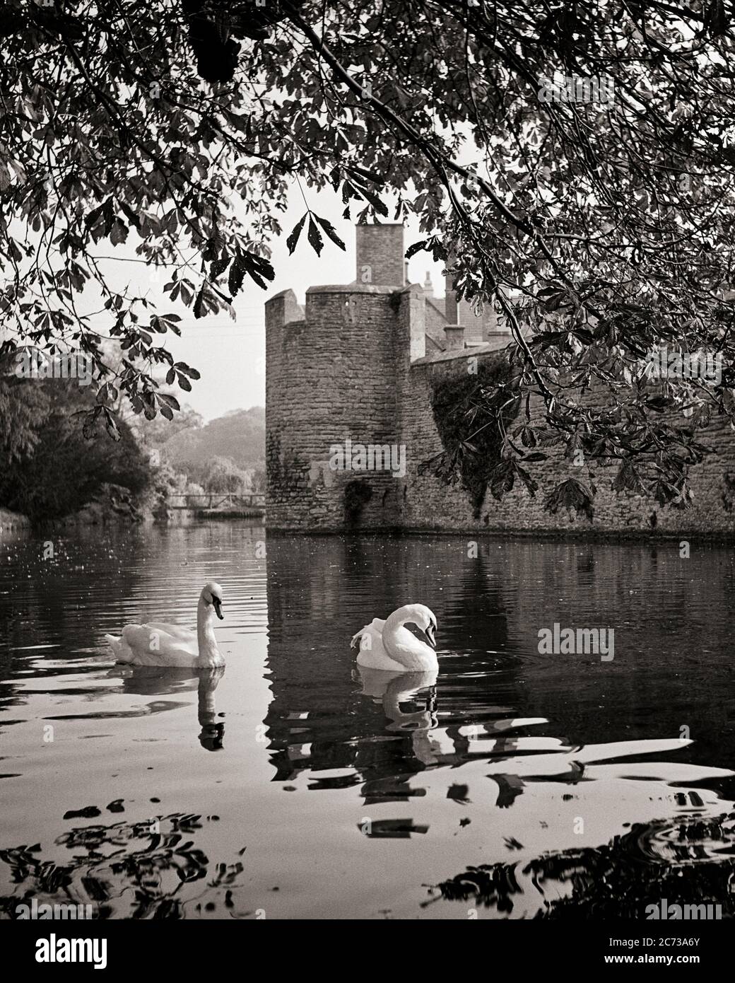 1960s SWANS SWIMMING IN THE MOST AROUND THE BISHOP’S PALACE IN WELLS SOMERSET ENGLAND UK - r3129 HAR001 HARS WELLS WINGED 1300s BLACK AND WHITE EGG-LAYING GREAT BRITAIN HAR001 OLD FASHIONED SWANS UNITED KINGDOM Stock Photo