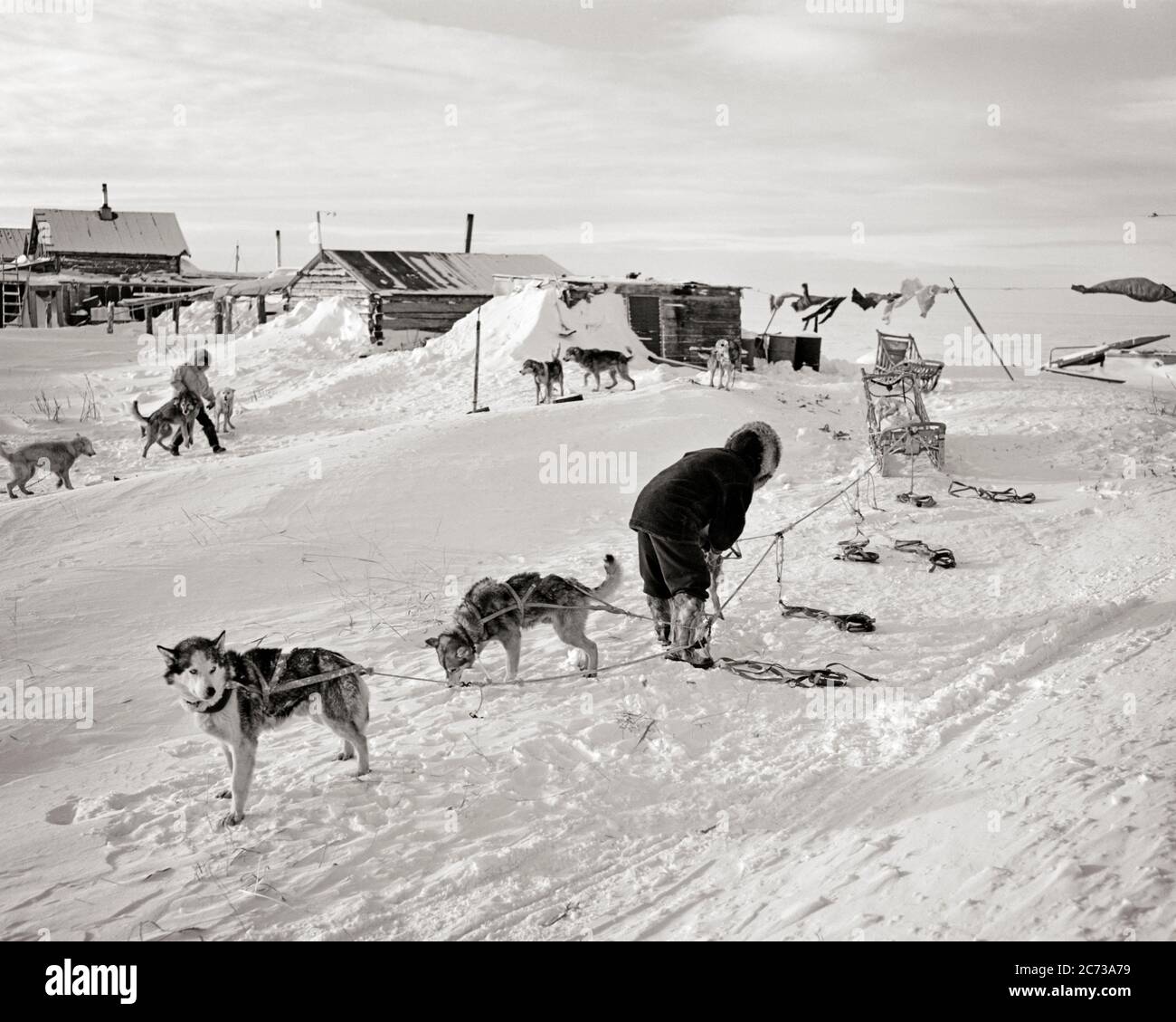 1950s NATIVE AMERICAN INDIAN MEN HITCHING UP MALAMUTE Canis lupus familiaris DOG TEAMS TO SLEDS KOTZEBUE NORTH OF NOME ALASKA - r3906 HAR001 HARS B&W NORTH AMERICA WINTERTIME NORTH AMERICAN ALASKA MAMMALS HIGH ANGLE ADVENTURE CANINES UP HOMES POOCH CONNECTION INUIT BREED HITCHING KOTZEBUE NATIVE AMERICAN CLOTHES LINE MALAMUTE SUB-ARCTIC WINTERY CANINE CANIS LUPUS FAMILIARIS COOPERATION MAMMAL NATIVE AMERICANS NOME RESIDENCES SLED DOGS SLEDS TEAMS TOGETHERNESS ALASKAN BLACK AND WHITE HAR001 INDIGENOUS MILES OLD FASHIONED Stock Photo