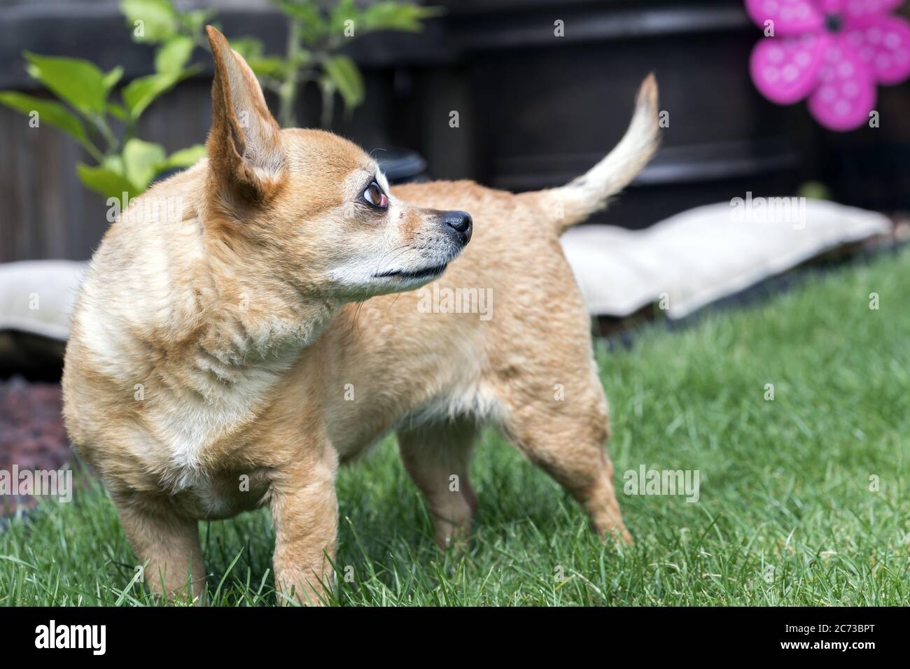 Chiweenie Dog Standing in Yard - female with cherry eye medical condition Stock Photo