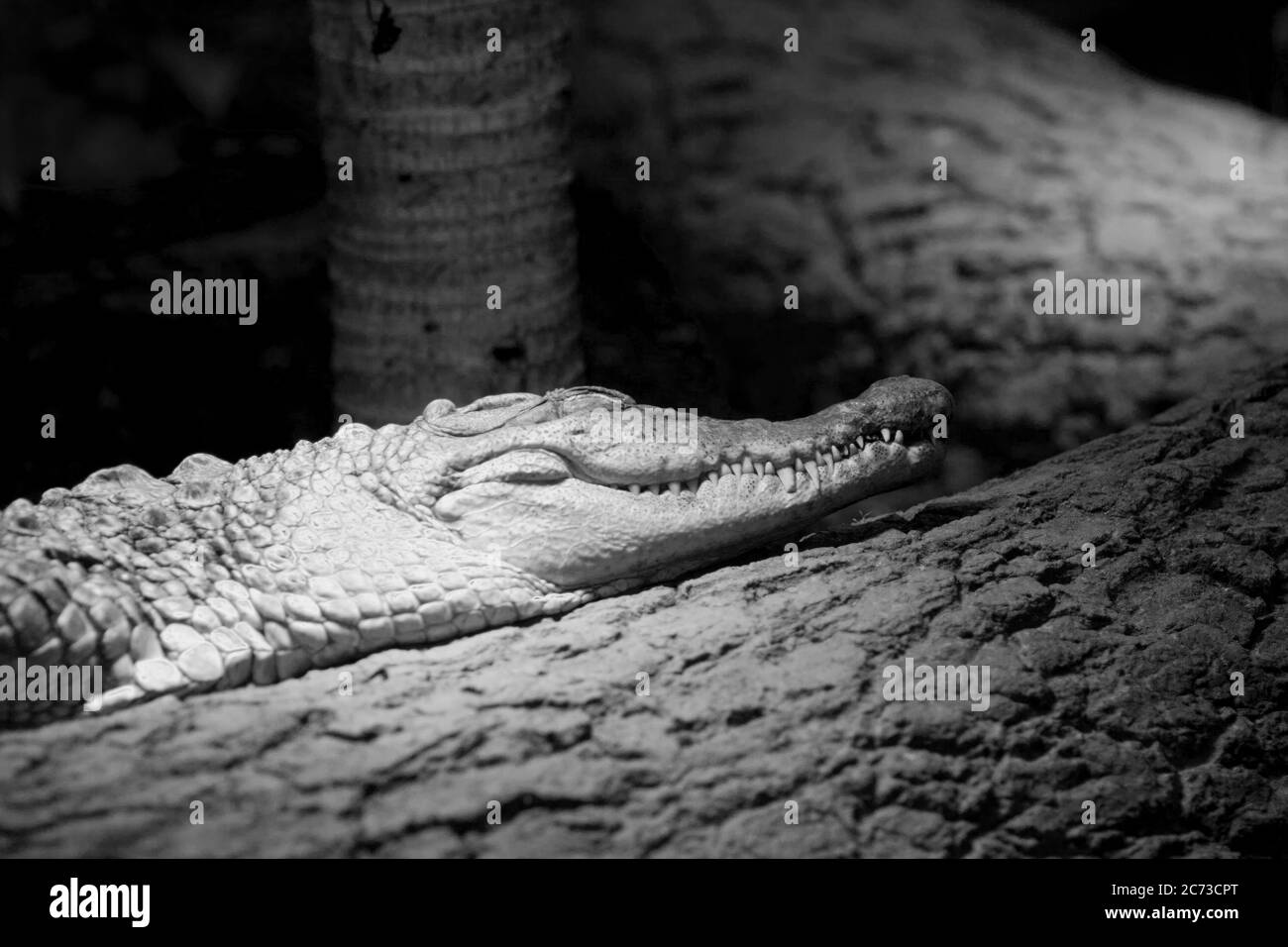 Alligator relaxing or sleeping on a log, looking happy, looking content, reptile, reptilian, little dinosaur, large lizard Stock Photo