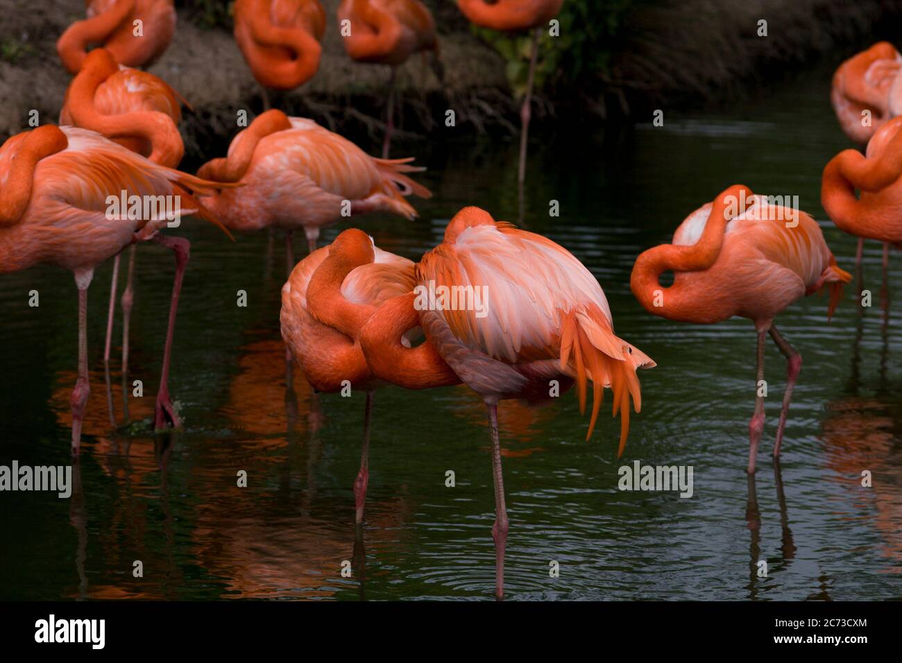 flamingos eating shrimp