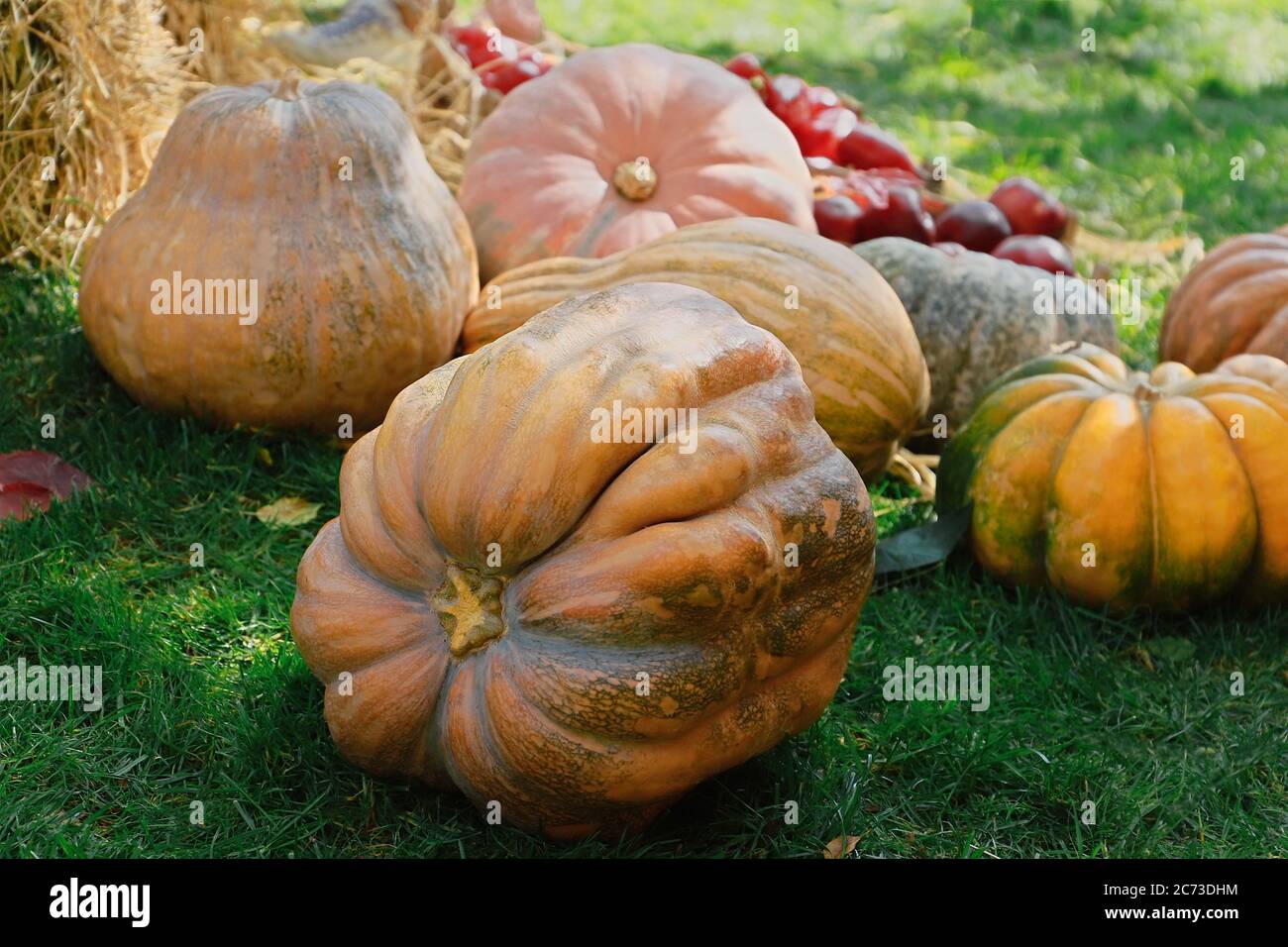 Pile of pumpkins background. Autumn harvest concept Stock Photo - Alamy