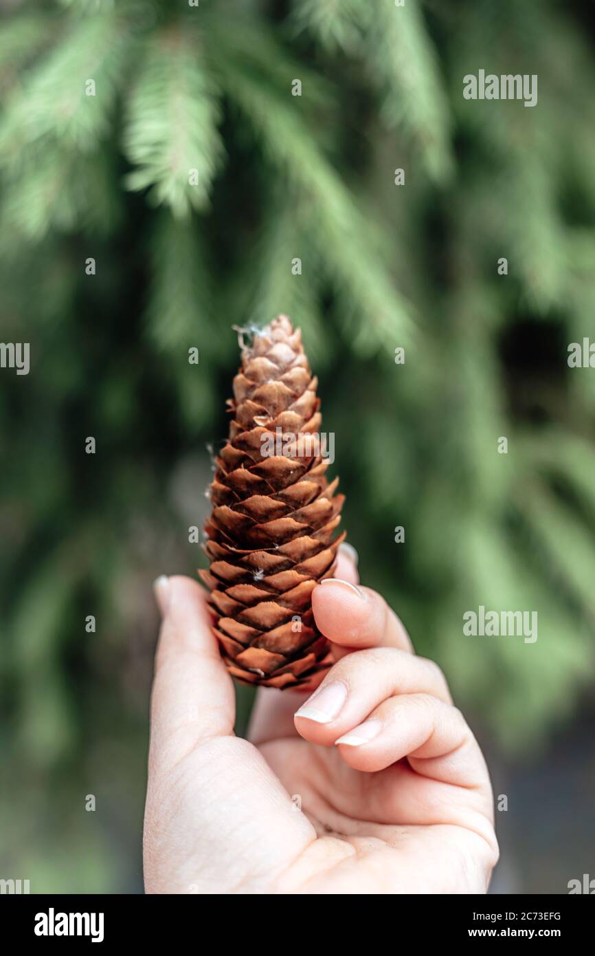 On the palm of your hand is a fir cone. Close-up of a woman's hand holding a spruce or pine cone on a green background. Stock Photo