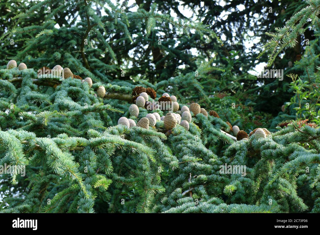 A view of the  Cones of the cedar tree Stock Photo