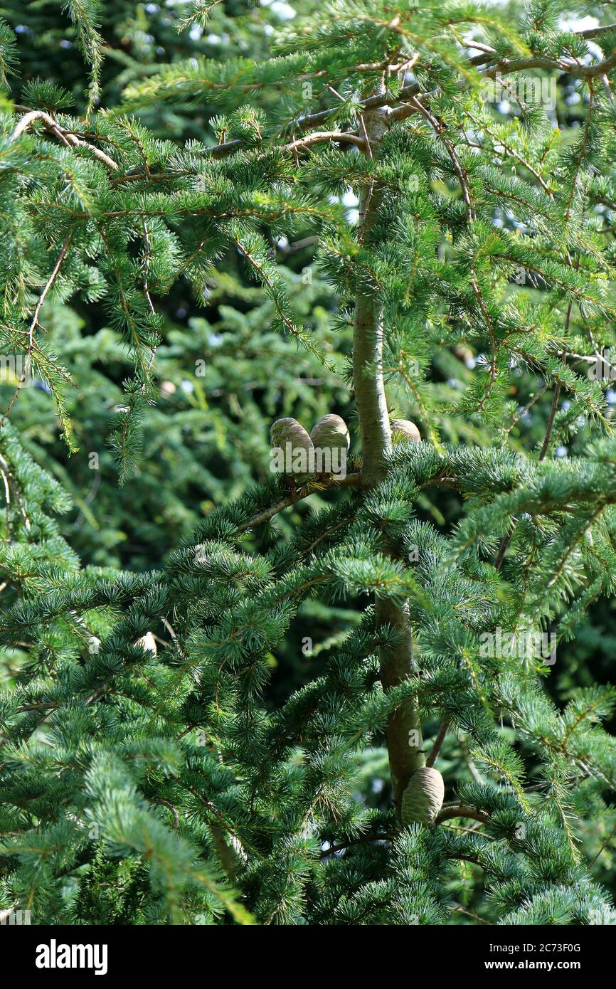 Evergreen cedar cones on grey branches along with green needles Stock Photo