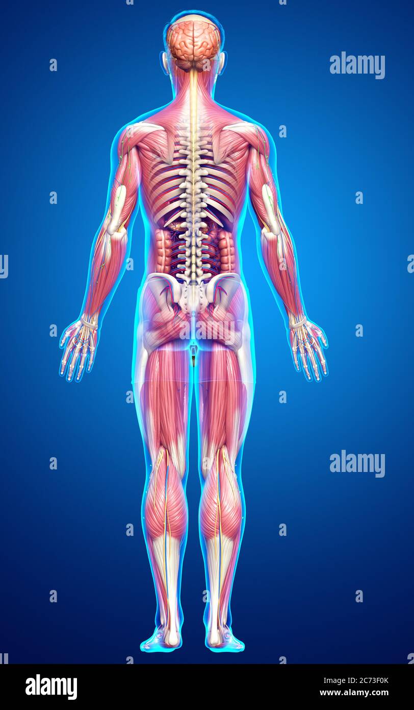 3d rendered medically accurate of the male anatomy Stock Photo - Alamy