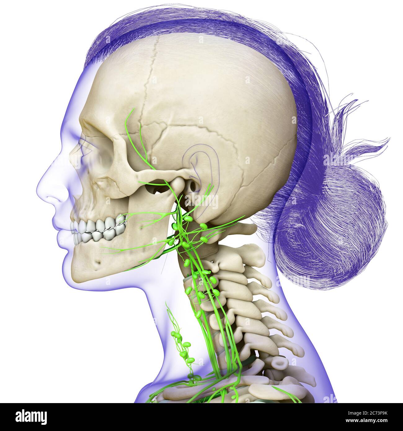 Lymphatic System Face High Resolution Stock Photography and Images - Alamy
