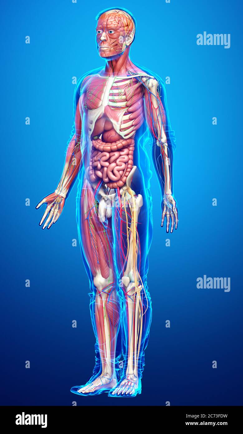 3d rendered medically accurate of the male anatomy Stock Photo - Alamy