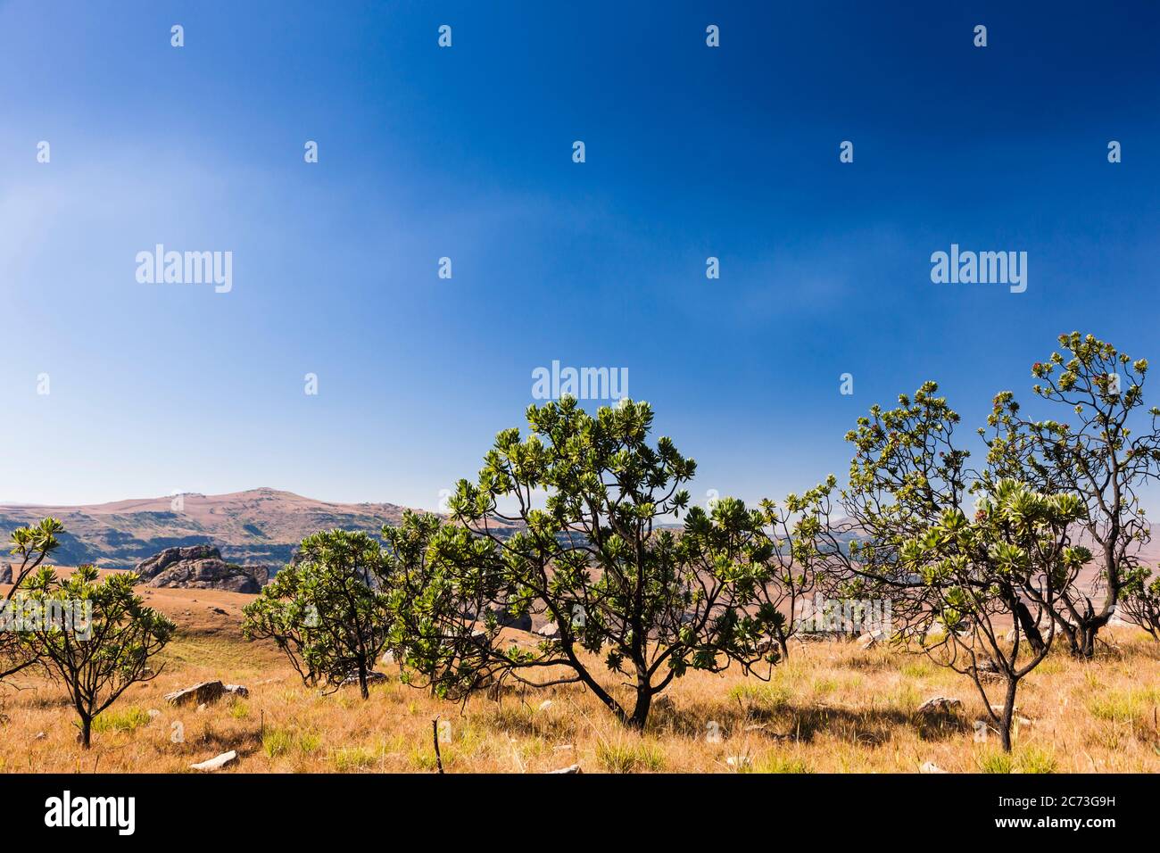 Protea trees, Drakensberg, near Sani Pass, Mkhomazi Wilderness area, KwaZulu-Natal, South Africa, Africa Stock Photo