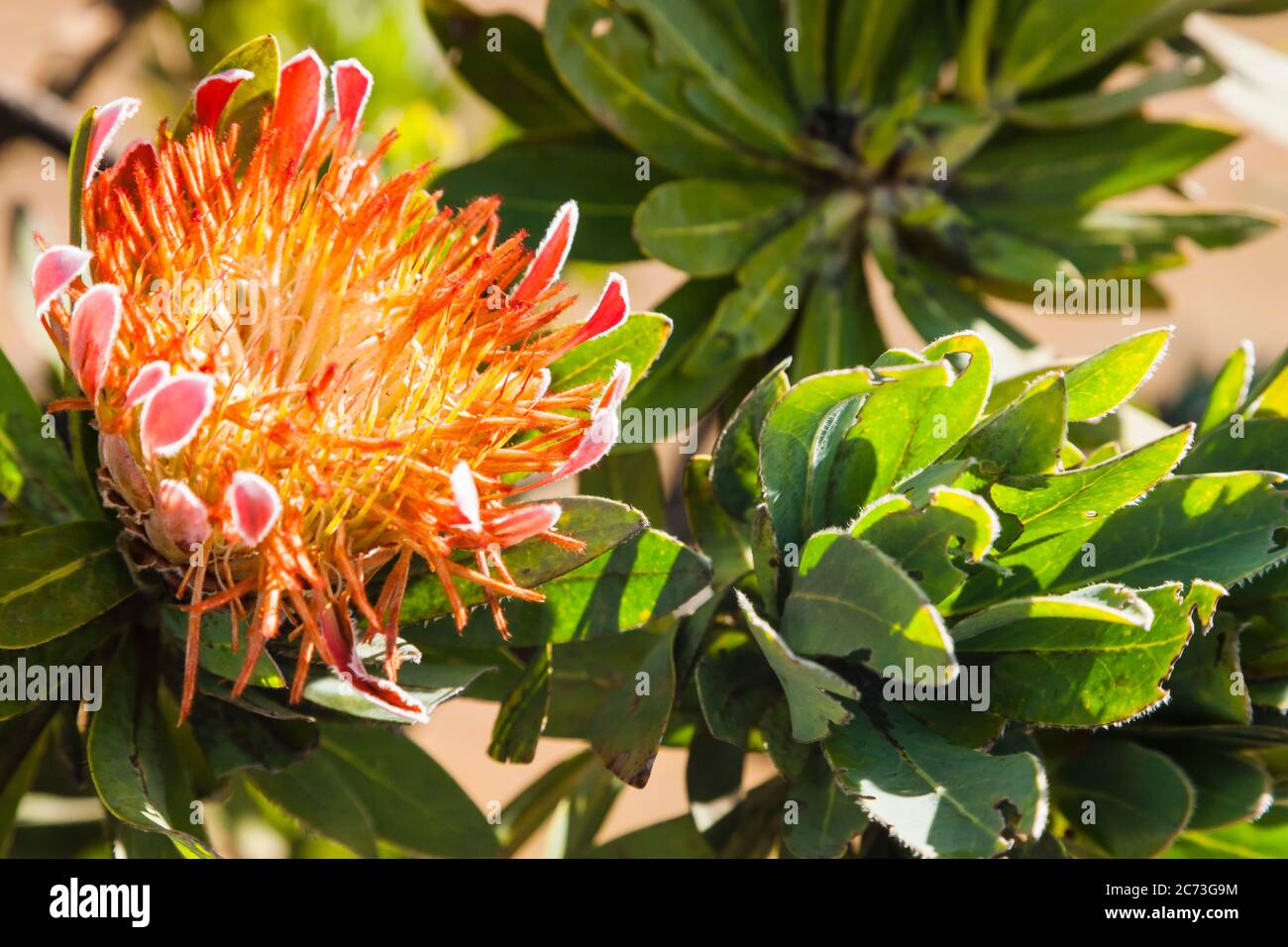 Protea flower, Drakensberg, near Sani Pass, Mkhomazi Wilderness area, KwaZulu-Natal, South Africa, Africa Stock Photo