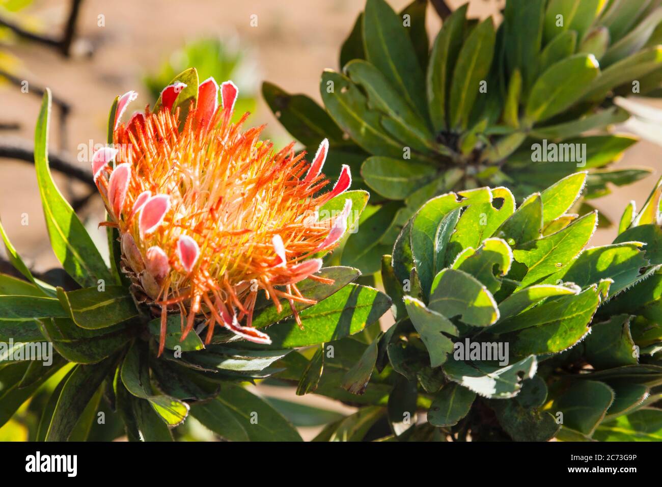 Protea flower, Drakensberg, near Sani Pass, Mkhomazi Wilderness area, KwaZulu-Natal, South Africa, Africa Stock Photo
