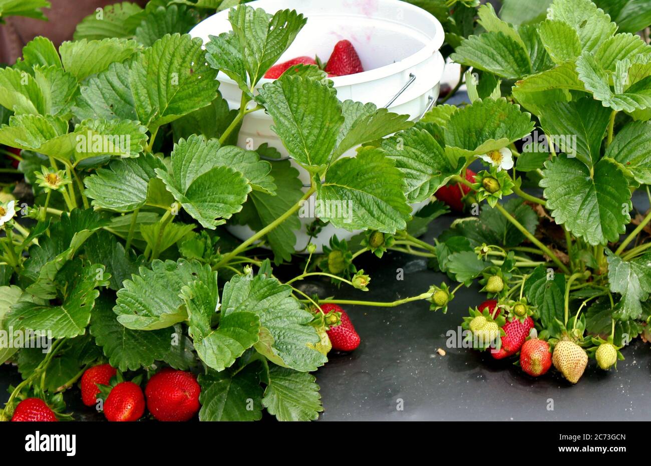 Bucket strawberry fresh pick hi-res stock photography and images - Alamy