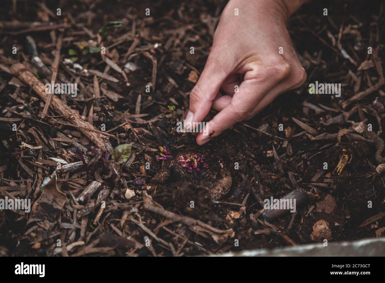 Growing beetroot from cutting, sprout or scrap. Closeup of hand of a