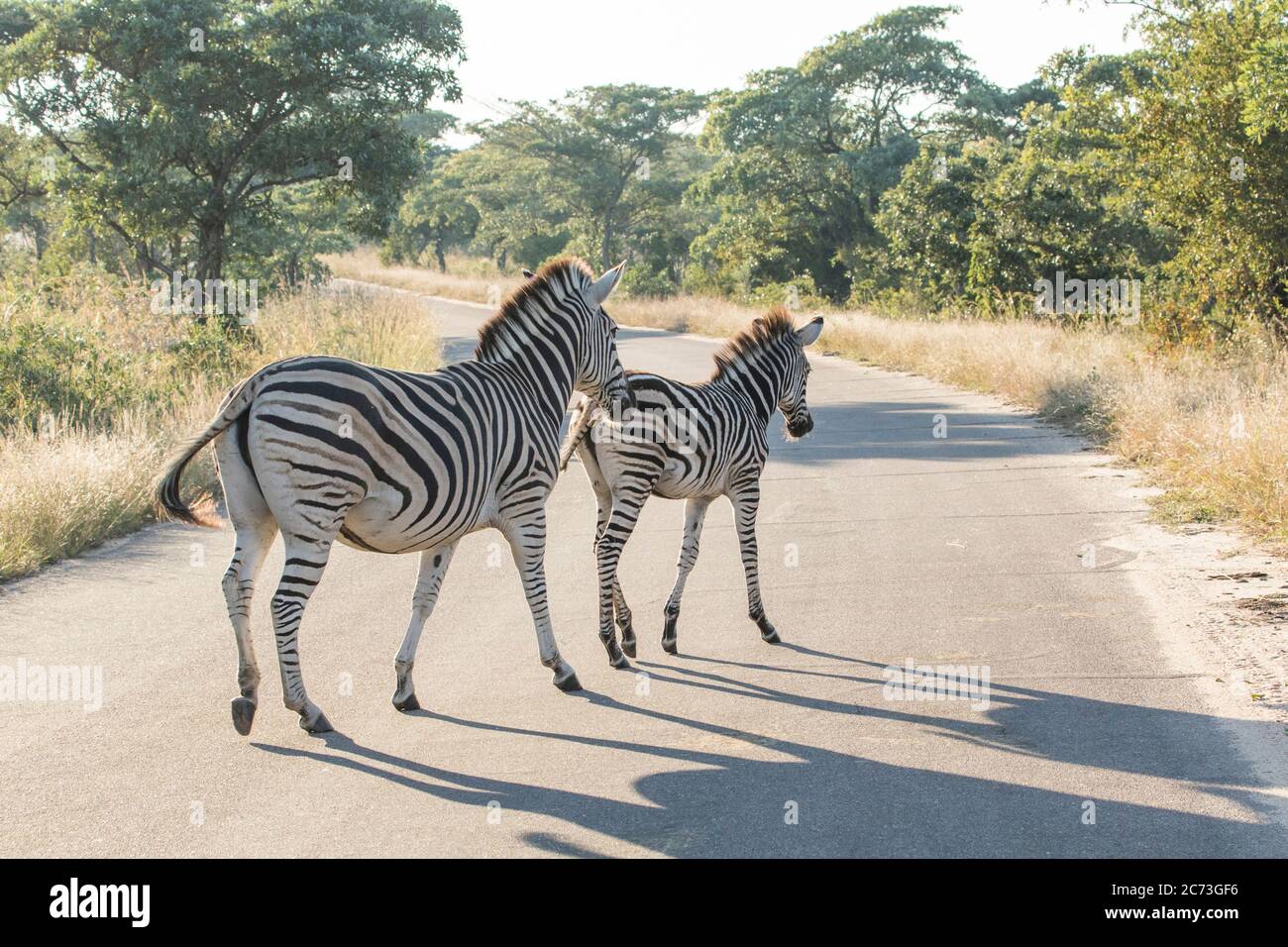 Zebras crossing the road, mother and foal, Kruger National Park, Mpumalanga Province, South Africa, Africa Stock Photo
