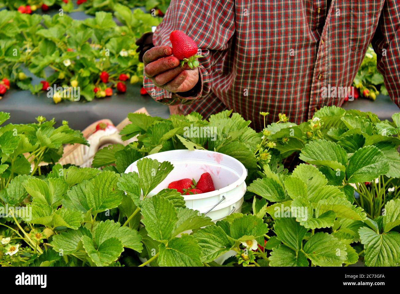 Growing strawberries bucket hi-res stock photography and images - Alamy