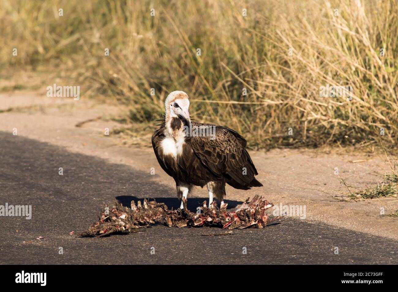 Hooded Vulture eating carcass and lookout on the road, Kruger National Park, Mpumalanga Province, South Africa, Africa Stock Photo
