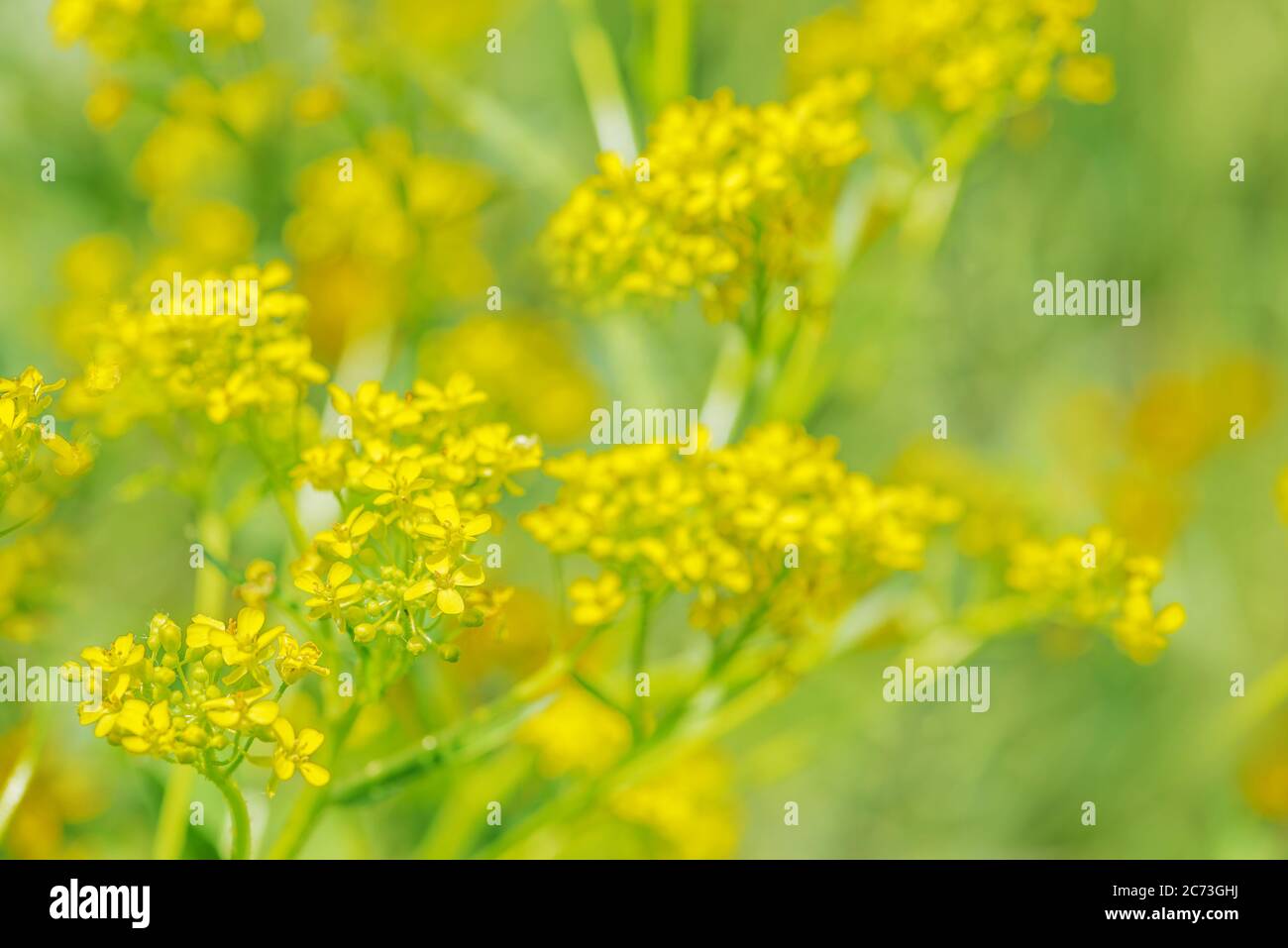 Summer wild yellow flowers meadow hi-res stock photography and images ...