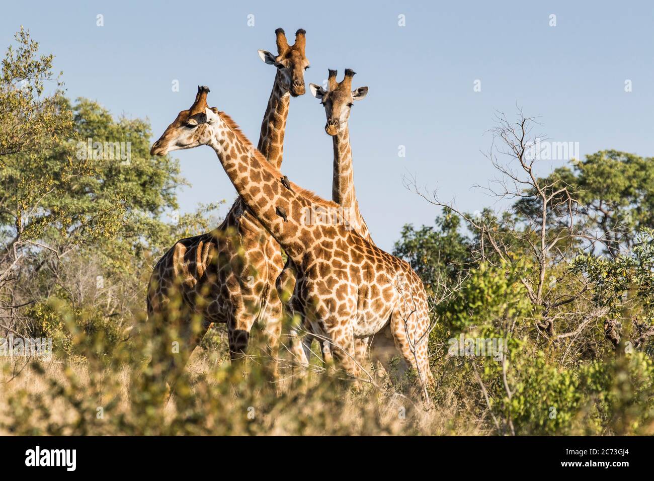 Giraffes standing at savanna, three long necks and faces lookout, Kruger National Park, Mpumalanga Province, South Africa, Stock Photo