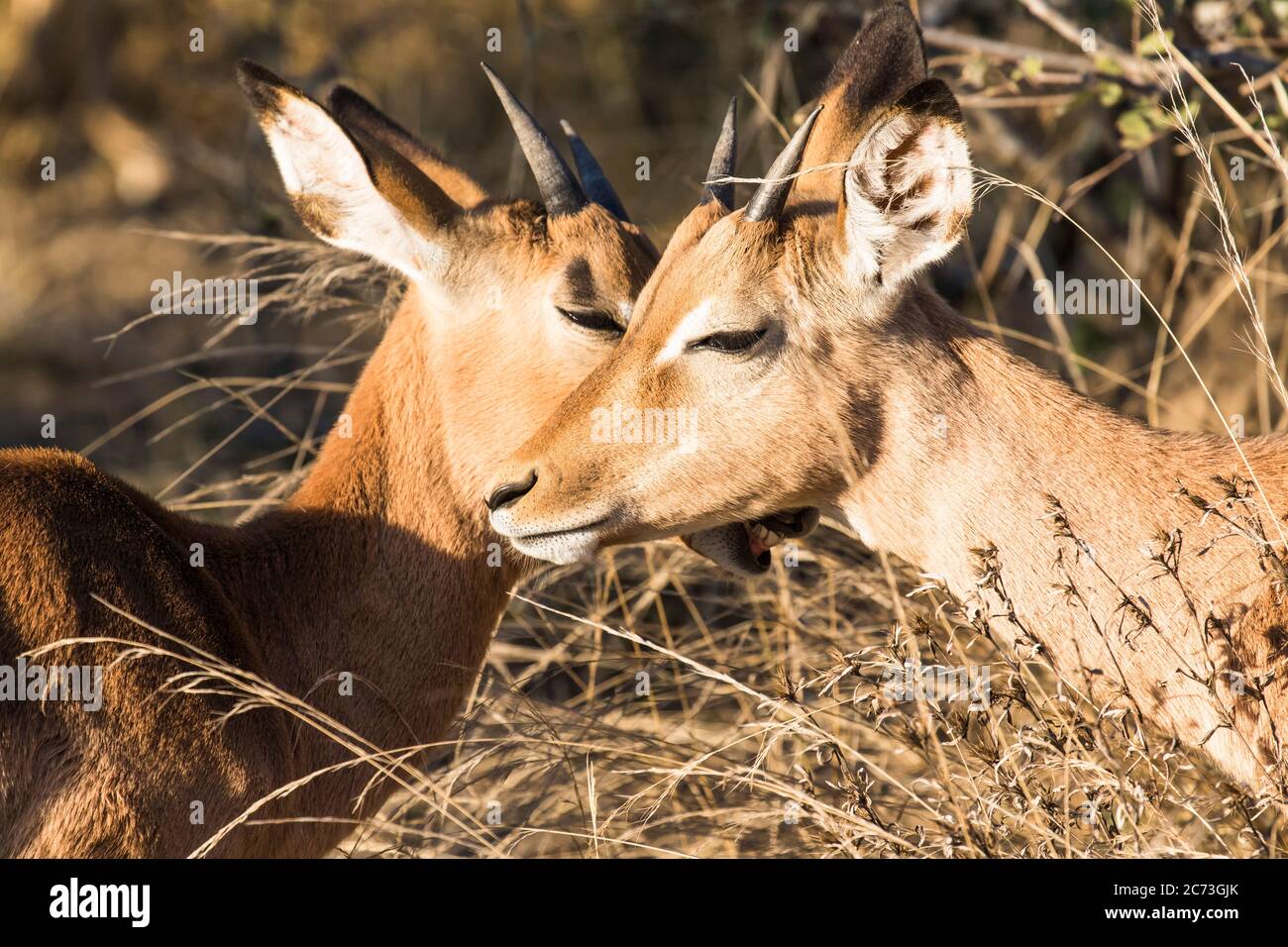 Impalas approaching their faces each other, Kruger National Park, Mpumalanga Province, South Africa, Africa Stock Photo