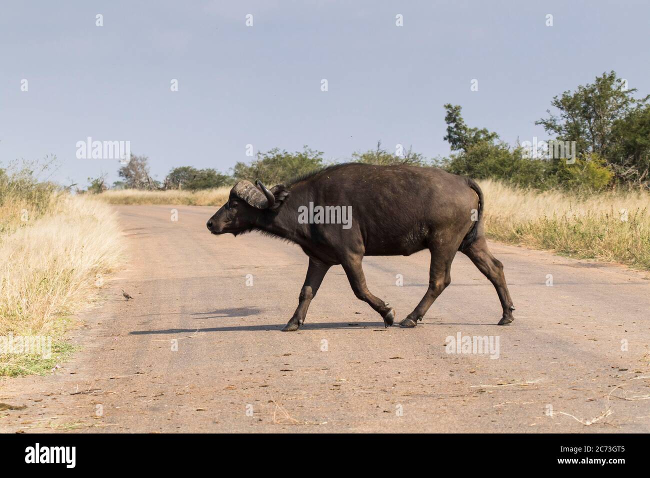 Buffalo crossing the road in savanna, Kruger National Park, Mpumalanga