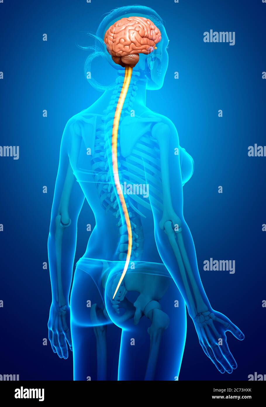 3d rendered medically accurate illustration of the brain Stock Photo ...