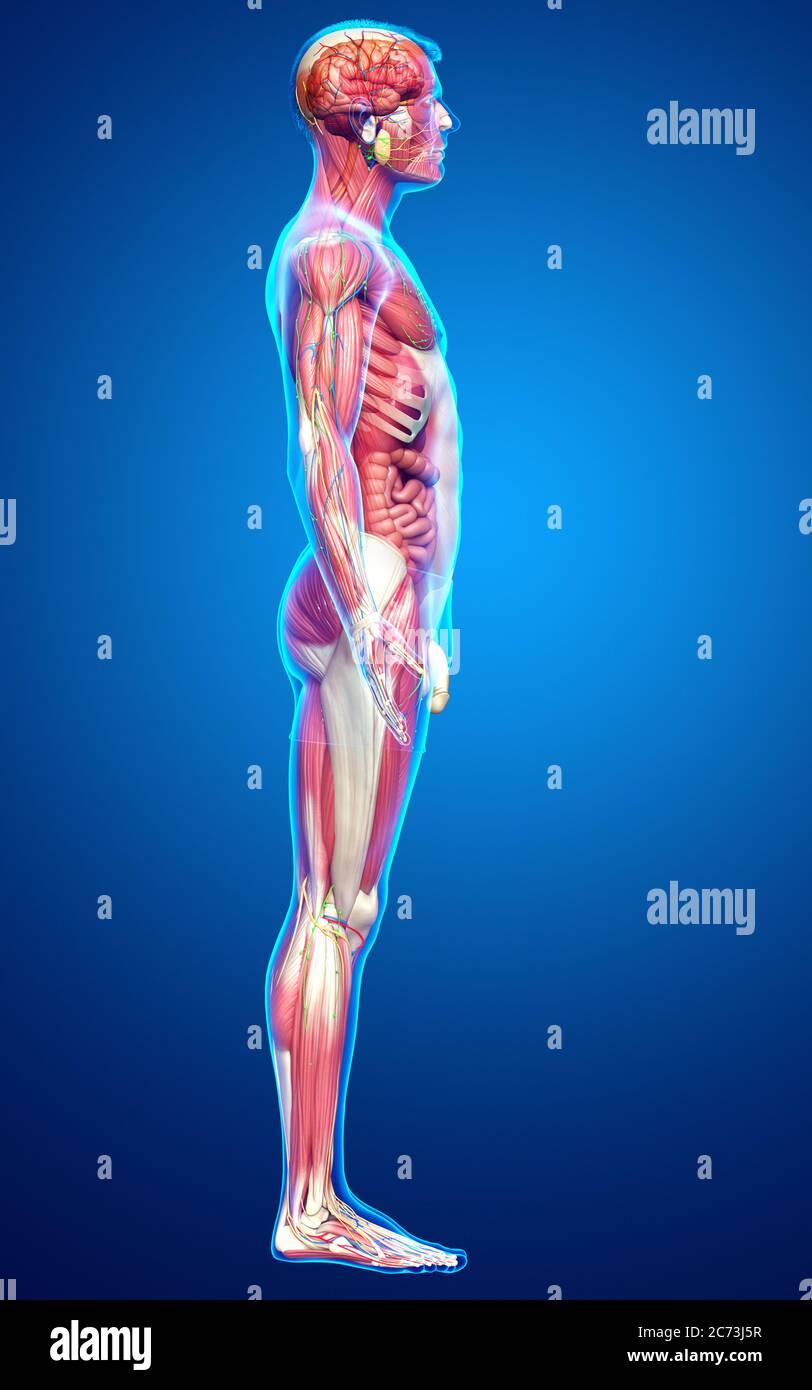 3d rendered medically accurate of the male anatomy Stock Photo - Alamy